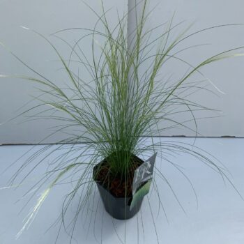Stipa Ponytails