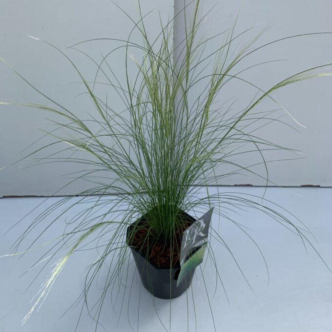 Stipa Ponytails
