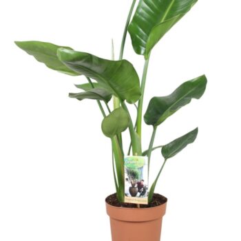 Strelitzia Nicolai - hoogte 60-65