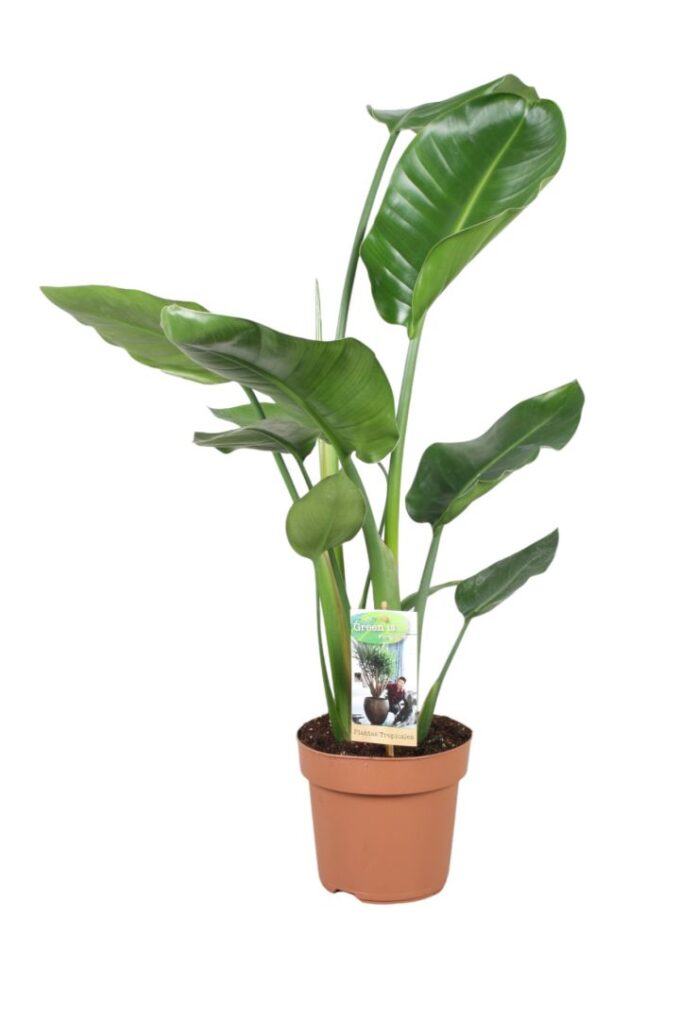 Strelitzia Nicolai - hoogte 60-65