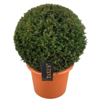 Taxus baccata