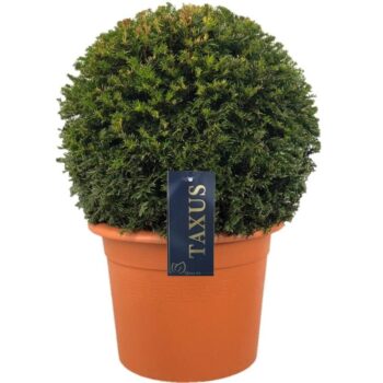 Taxus baccata
