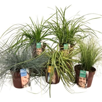 Siergrassenmix