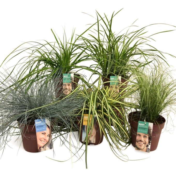Siergrassenmix