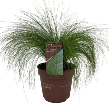 Stipa tenuifolia Pony Tails