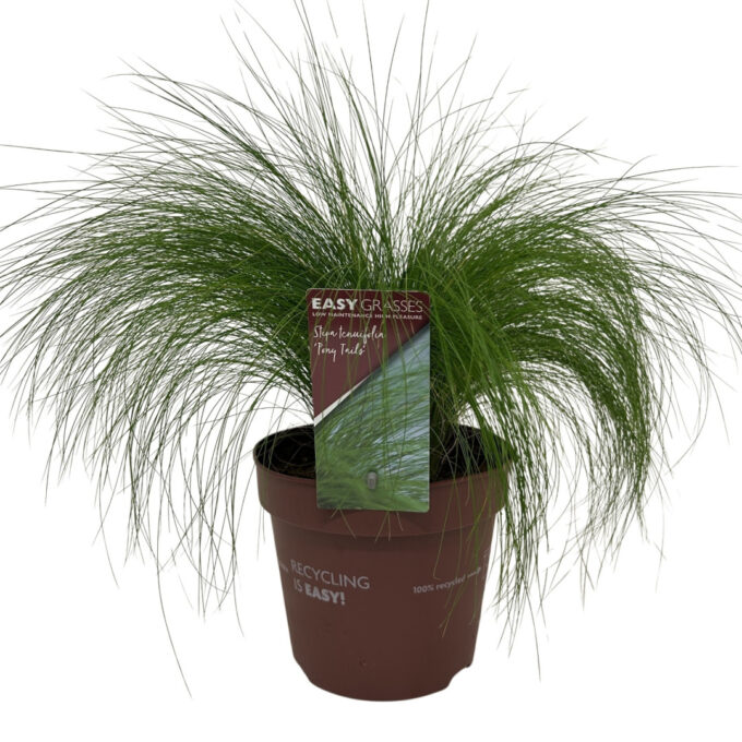Stipa tenuifolia Pony Tails