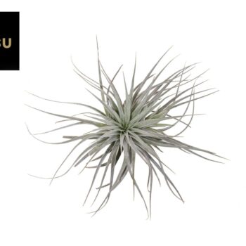 Tillandsia Silver head (single)