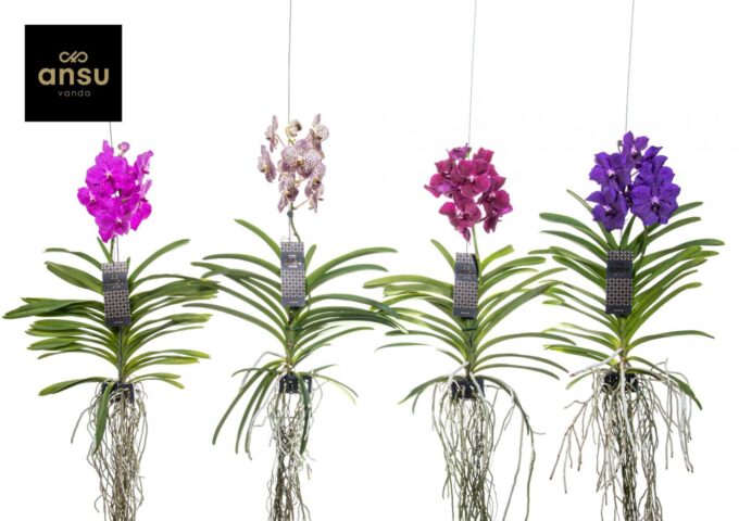 Vanda mix Large - Colour Mix