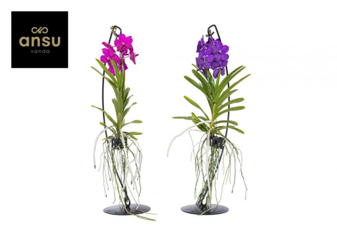 Vanda op standaard Mix