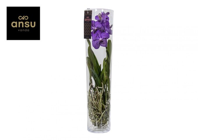 Vanda Michelle 70 Blue