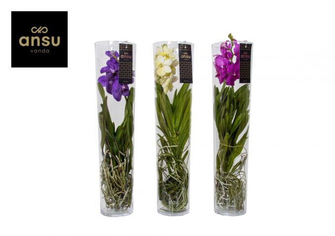 Vanda Michelle 70 Colour Mix