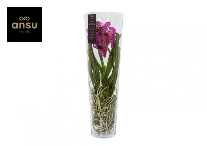 Vanda Lisanne 70 Pink/Cerise/Fuchsia