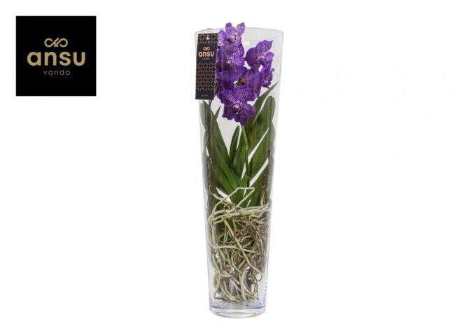 Vanda Lisanne 70 Purple