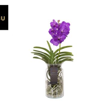 Vanda Bose XL Blue