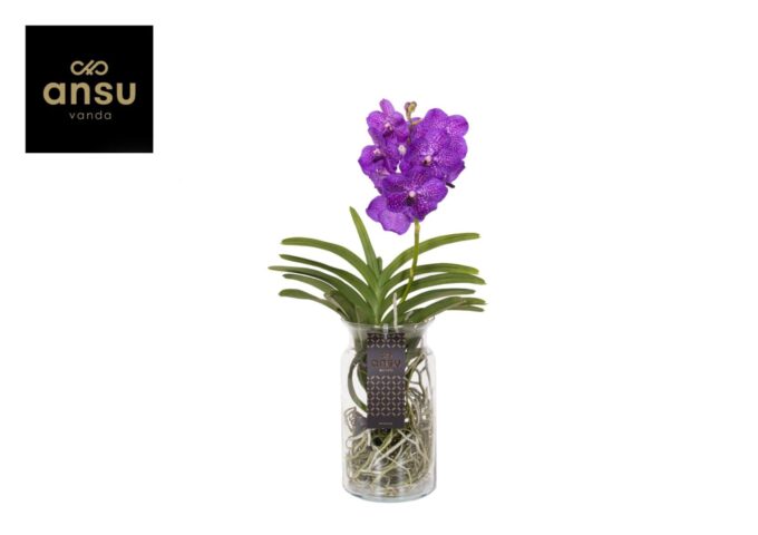 Vanda Bose XL Blue