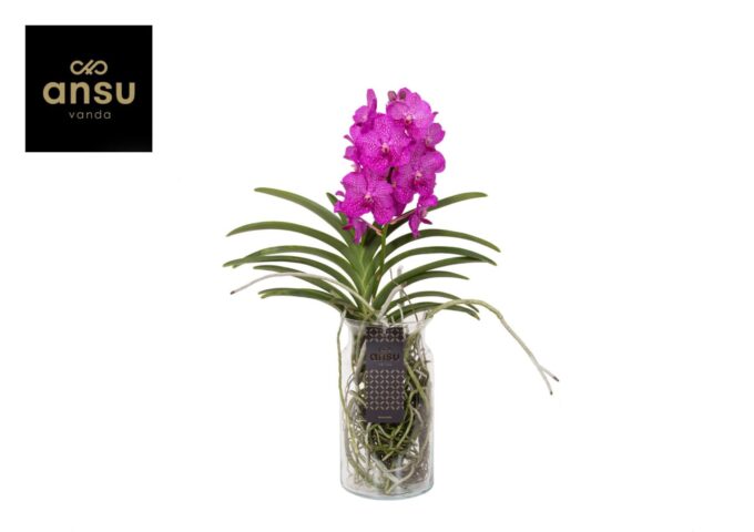 Vanda Bose XL Pink/Cerise/Fuchsia