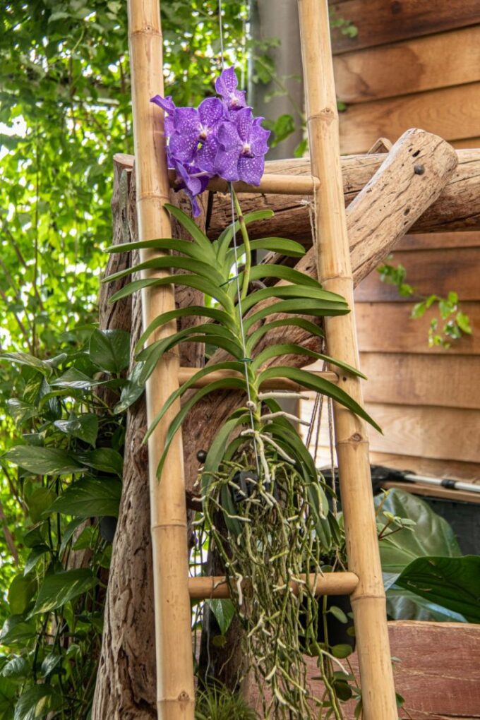 Vanda New blue