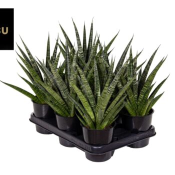 Sansevieria Comet Queen Marble