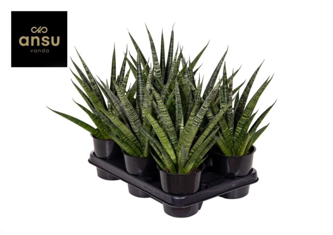 Sansevieria Comet Queen Marble