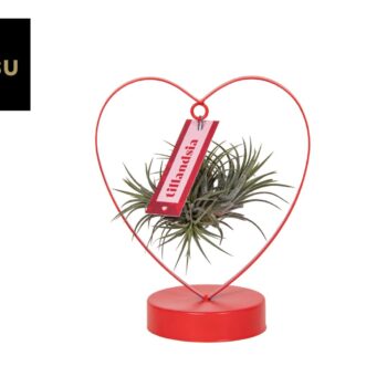 Tillandsia Love Edition