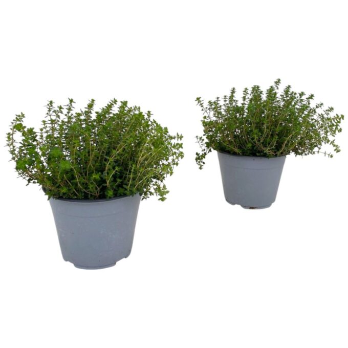 Thymus citriodorus