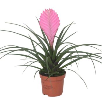 Tillandsia cyanea Anita