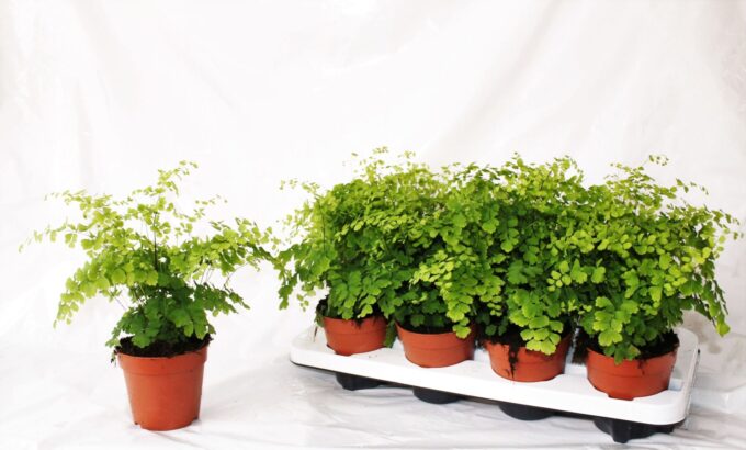 Adiantum Raddianum Fragrans