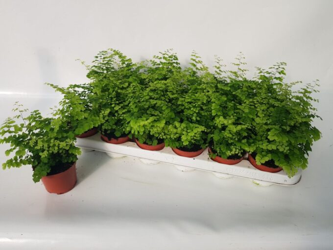 Adiantum Raddianum Fritz-Luthi
