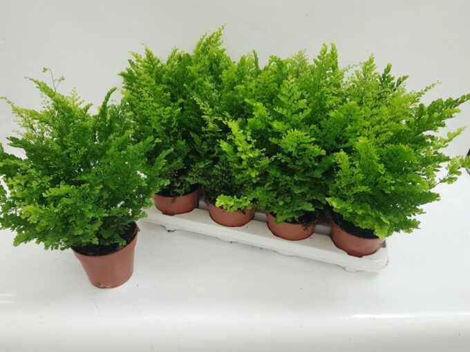 Adiantum Raddianum Fritz-Luthi