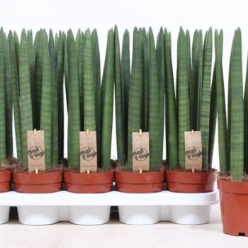 Sansevieria Straight