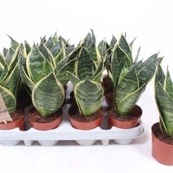 Sansevieria Golden Edge Hahnii