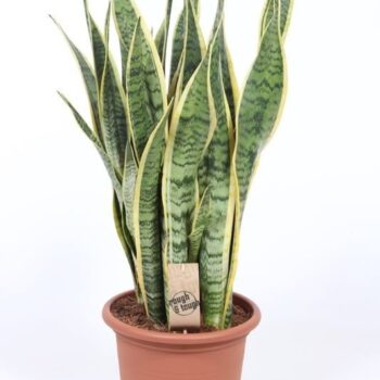 Sansevieria Laurentii