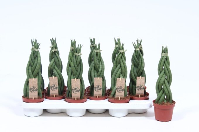 Sansevieria Twister