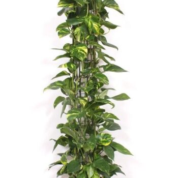 Epipremnum Aureum