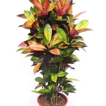 Codiaeum Iceton