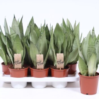Sansevieria Moonshine