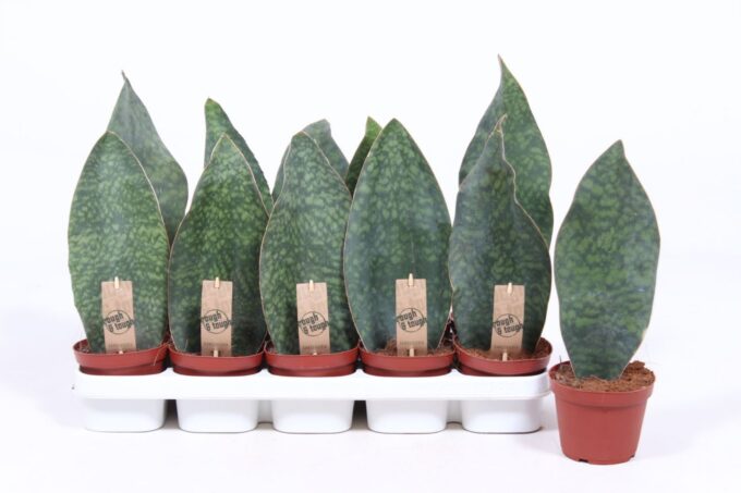 Sansevieria Victoria