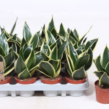 Sansevieria Golden Hahnii Black