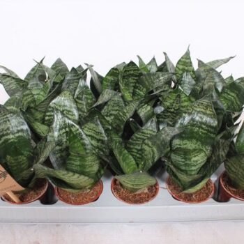 Sansevieria Hahnii