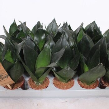 Sansevieria Hahnii Black