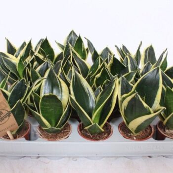 Sansevieria Golden Hahnii Black