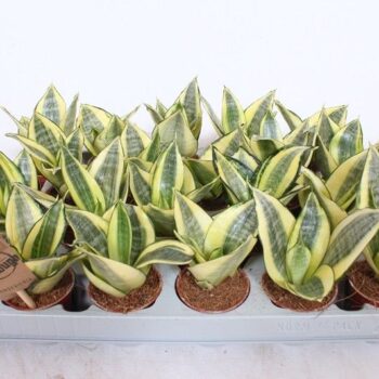 Sansevieria Golden Hahnii