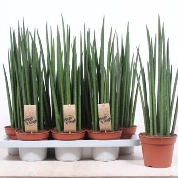 Sansevieria Mikado