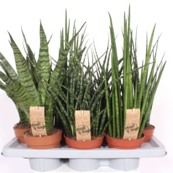 Sansevieria Luxe mix