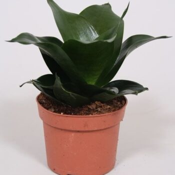 Sansevieria Hahnii Black