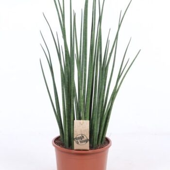 Sansevieria Mikado