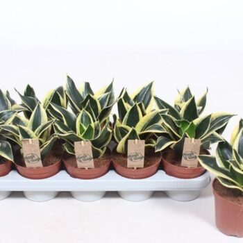 Sansevieria Golden Hahnii Black
