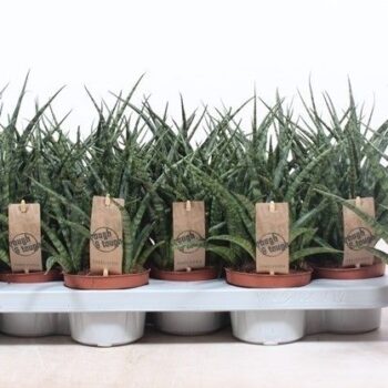 Sansevieria Fernwood Punk
