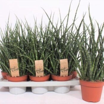 Sansevieria Fernwood Punk