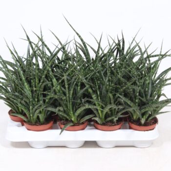 Sansevieria Fernwood Punk